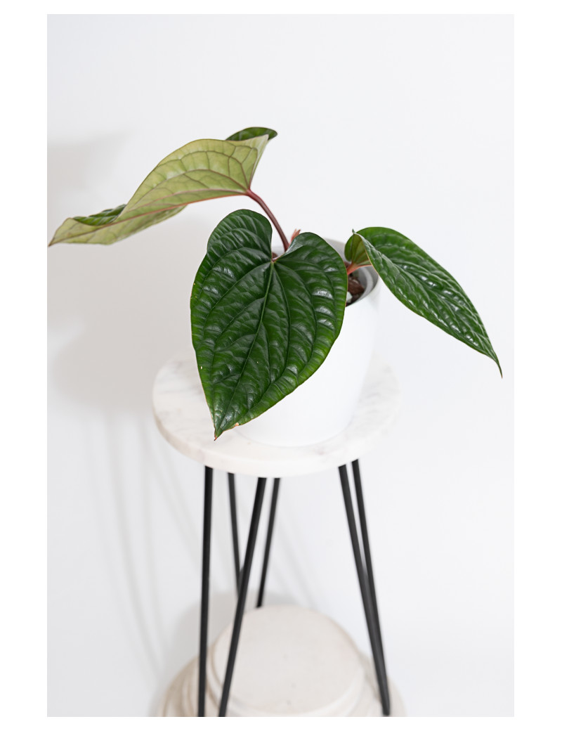 Anthurium radicans x luxurians
