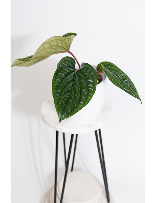 Anthurium radicans x luxurians