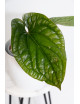 Anthurium radicans x luxurians