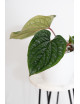 Anthurium radicans x luxurians