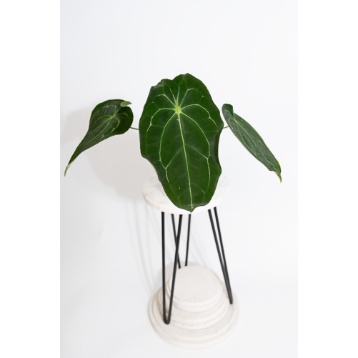 Anthurium magnificum DF x...