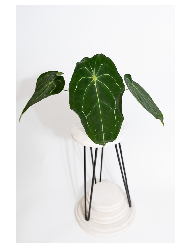 Anthurium magnificum DF x forgetii