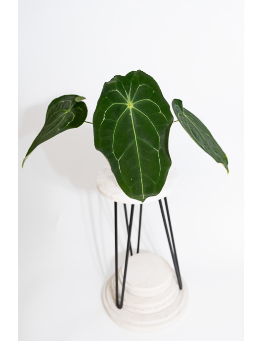 Anthurium magnificum DF x...