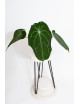 Anthurium magnificum DF x forgetii