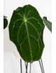Anthurium magnificum DF x forgetii