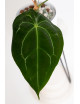 Anthurium magnificum DF x forgetii