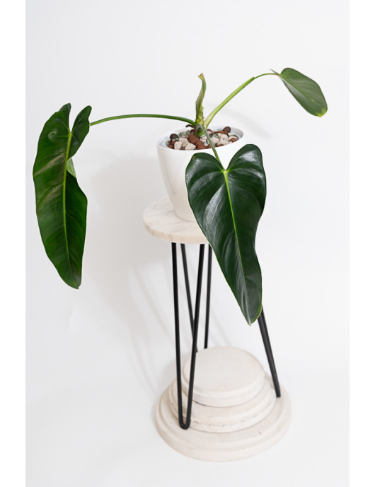 Philodendron esmeralda spirit narrow
