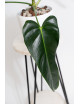 Philodendron esmeralda spirit narrow