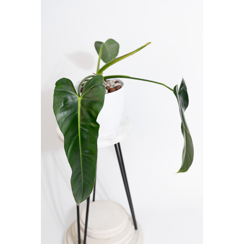 Philodendron esmeralda spirit narrow