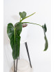 Philodendron esmeralda spirit narrow
