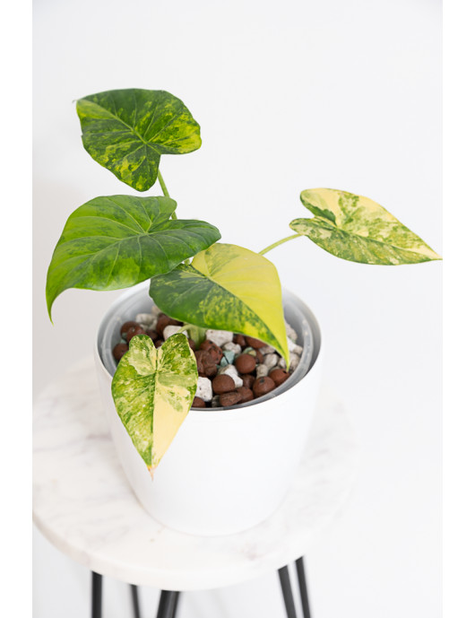 Alokazja gageana aurea