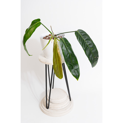 Philodendron patriciae