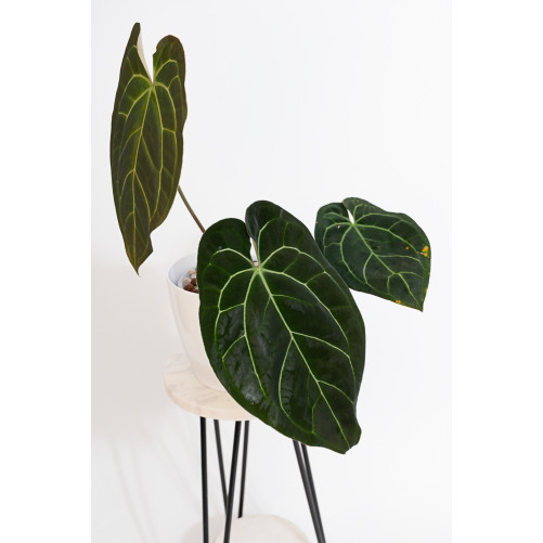 Anthurium crystallinum x...
