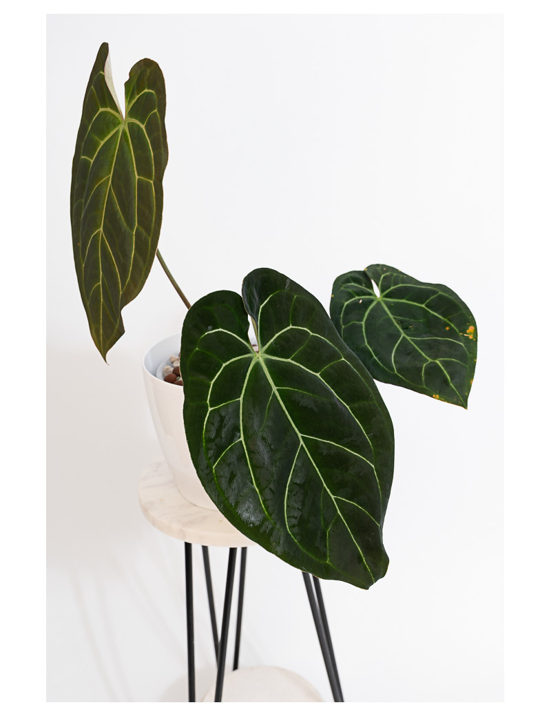 Anthurium crystallinum x besseae aff (Crystal Sky)