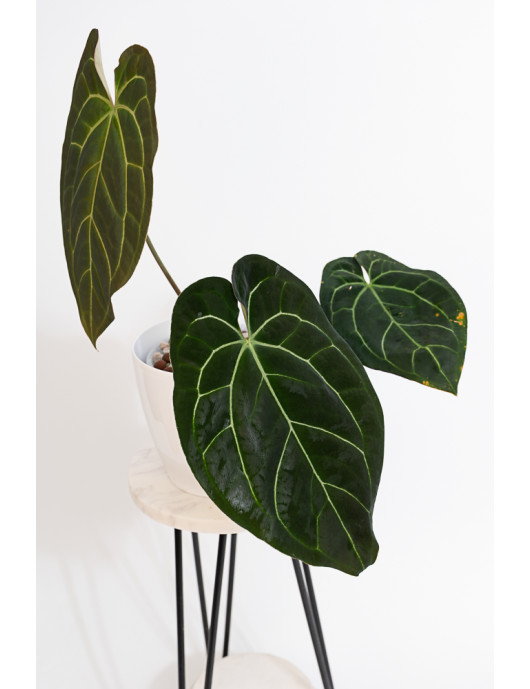 Anthurium crystallinum x besseae aff (Crystal Sky)