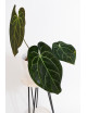 Anthurium crystallinum x besseae aff (Crystal Sky)