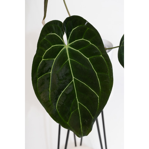 Anthurium crystallinum x besseae aff (Crystal Sky)