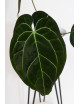 Anthurium crystallinum x besseae aff (Crystal Sky)