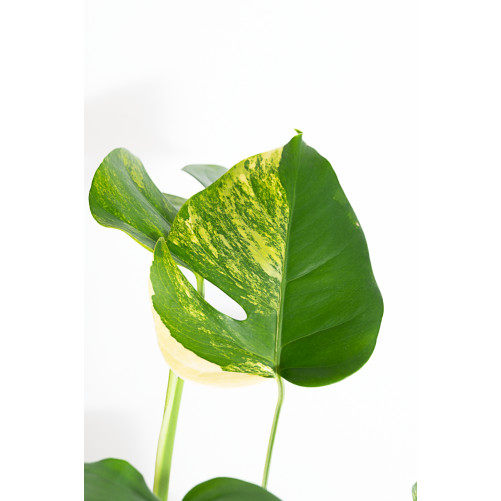 Monstera marmorata aurea