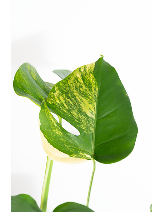 Monstera marmorata aurea