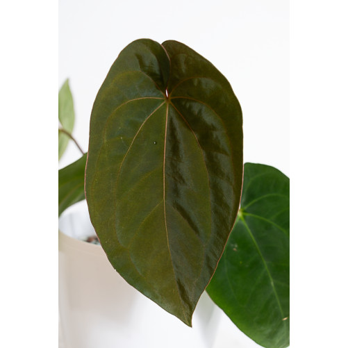 Anthurium papillilaminum x...