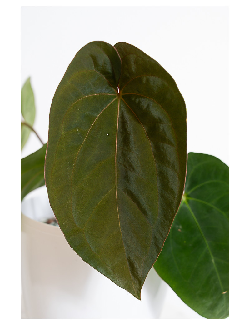 Anthurium papillilaminum x dressleri