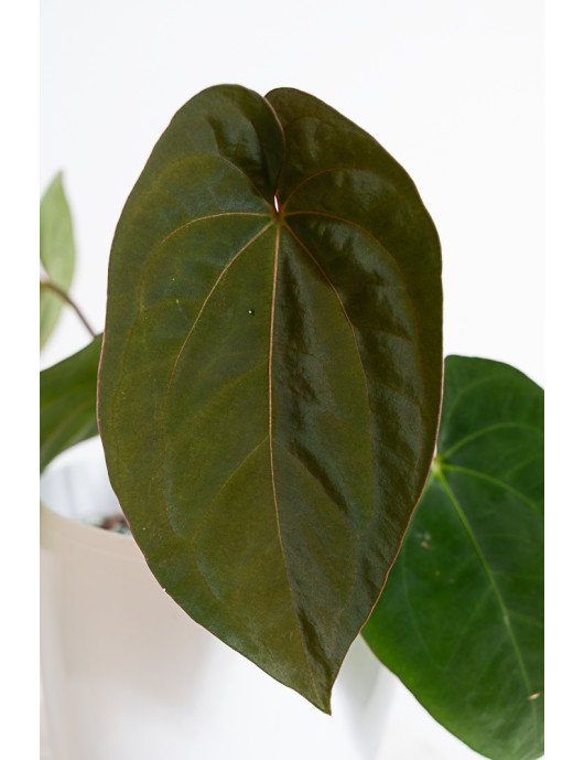 Anthurium papillilaminum x dressleri
