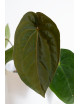 Anthurium papillilaminum x dressleri