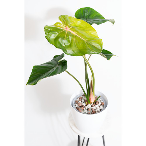 Philodendron pastazanum red...