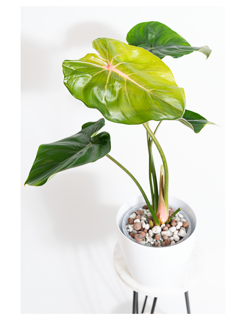 Philodendron pastazanum red point