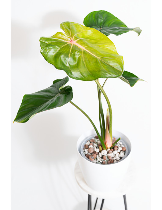 Philodendron pastazanum red...
