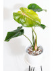 Philodendron pastazanum red point