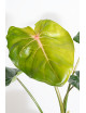 Philodendron pastazanum red point