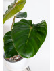 Philodendron pastazanum red point