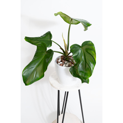 Philodendron barrosoanum 5...