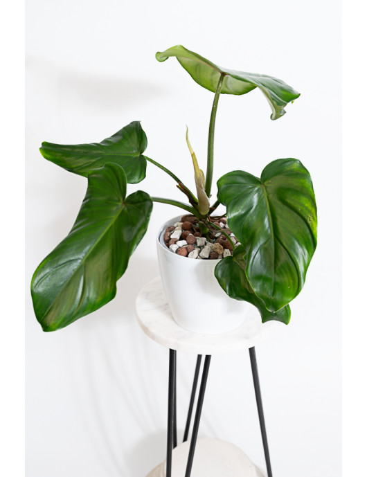 Philodendron barrosoanum 5 x pastazanum