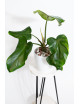 Philodendron barrosoanum 5 x pastazanum