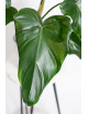 Philodendron barrosoanum 5 x pastazanum
