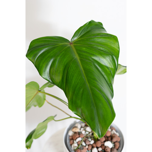Philodendron barrosoanum 5 x pastazanum