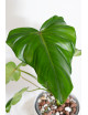 Philodendron barrosoanum 5 x pastazanum