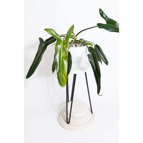 Philodendron Dayaneth...