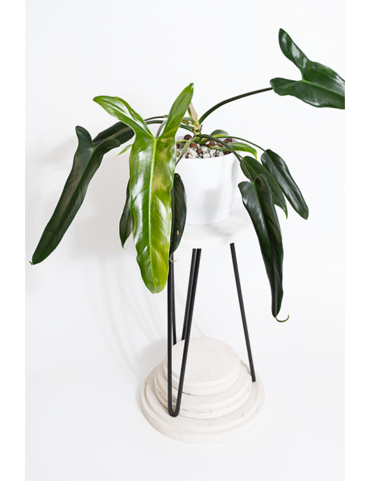 Philodendron Dayaneth dreams (Philodendron paloraense cf x spiritus-sancti)