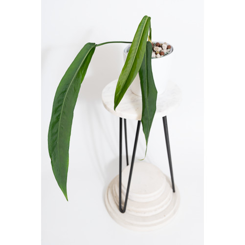 Anthurium pallidiflorum -