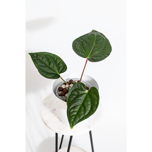 Anthurium regale x...