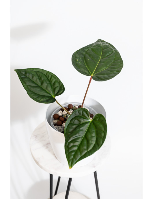 Anthurium regale x...