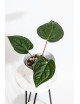 Anthurium regale x luxurians (Black Diamond IC)