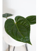 Anthurium regale x luxurians (Black Diamond IC)