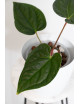 Anthurium regale x luxurians (Black Diamond IC)
