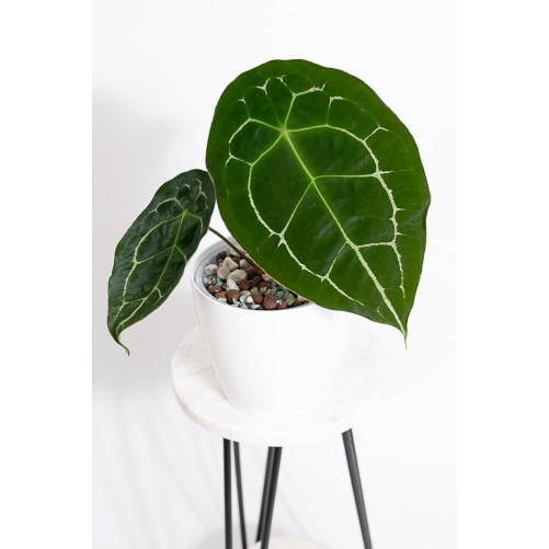 Anthurium forgetii