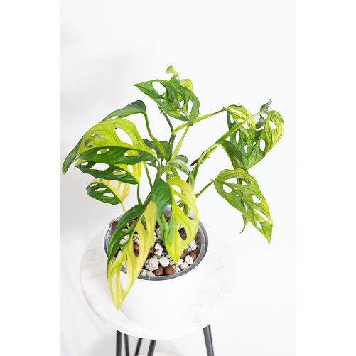 Monstera adansonii aurea